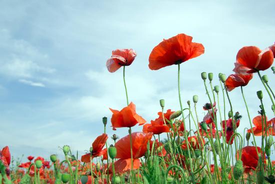 Premium Photographic Print, , large