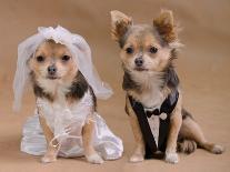 A Male And A Female Chihuahua Dressed As A Bride And Groom, Isolated-vitalytitov-Photographic Print