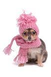 Chihuahua Puppy Funnily Dressed With Scarf And Hat For Cold Weather, Isolated-vitalytitov-Photographic Print