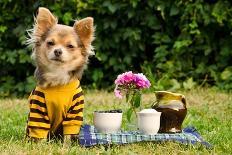 Cute Chihuahua Dog At The Picnic In Summer Garden-vitalytitov-Photographic Print