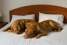 Dogue De Bordeaux Funny Couple In The Bed-vitalytitov-Photographic Print
