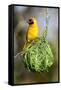 Vitelline masked weaver perched on hanging nest, Tanzania-Nick Garbutt-Framed Stretched Canvas