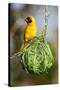 Vitelline masked weaver perched on hanging nest, Tanzania-Nick Garbutt-Stretched Canvas