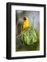 Vitelline masked weaver perched on hanging nest, Tanzania-Nick Garbutt-Framed Photographic Print