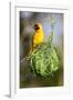 Vitelline masked weaver perched on hanging nest, Tanzania-Nick Garbutt-Framed Photographic Print