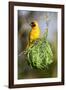 Vitelline masked weaver perched on hanging nest, Tanzania-Nick Garbutt-Framed Photographic Print