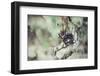 Viticulture at Formentera-Nadja Jacke-Framed Photographic Print