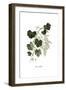 Vitis vinifera, Flora Graeca-Ferdinand Bauer-Framed Giclee Print