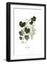 Vitis vinifera, Flora Graeca-Ferdinand Bauer-Framed Giclee Print