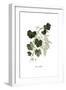 Vitis vinifera, Flora Graeca-Ferdinand Bauer-Framed Giclee Print