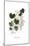 Vitis vinifera, Flora Graeca-Ferdinand Bauer-Mounted Giclee Print