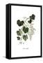 Vitis vinifera, Flora Graeca-Ferdinand Bauer-Framed Stretched Canvas