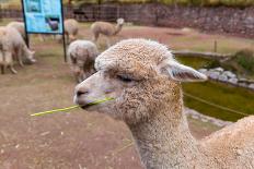 Peruvian Llama. Farm of Llama,Alpaca,Vicuna in Peru,South America. Andean Animal.Llama is South Ame-vitmark-Framed Photographic Print