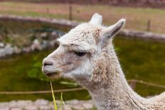 Peruvian Llama. Farm of Llama,Alpaca,Vicuna in Peru,South America. Andean Animal.Llama is South Ame-vitmark-Framed Stretched Canvas