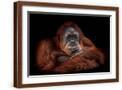 Brown Frame