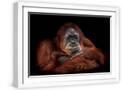 White Frame