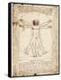 Vitruvian Man-Leonardo da Vinci-Framed Stretched Canvas