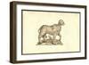 Vitulus Capite Fere Humano-Ulisse Aldrovandi-Framed Art Print