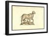 Vitulus Capite Fere Humano-Ulisse Aldrovandi-Framed Premium Giclee Print