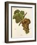 Viura Grape-J. Troncy-Framed Giclee Print