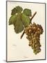 Viura Grape-J. Troncy-Mounted Giclee Print