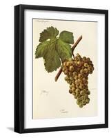 Viura Grape-J. Troncy-Framed Giclee Print