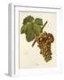 Viura Grape-J. Troncy-Framed Giclee Print