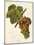 Viura Grape-J. Troncy-Mounted Giclee Print