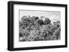 ¡Viva Mexico! B&W Collection - Ancient Maya City within the jungle - Calakmul-Philippe Hugonnard-Framed Photographic Print