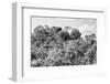 ¡Viva Mexico! B&W Collection - Ancient Maya City within the jungle - Calakmul-Philippe Hugonnard-Framed Photographic Print