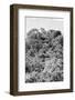 ¡Viva Mexico! B&W Collection - Ancient Maya City within the jungle II - Calakmul-Philippe Hugonnard-Framed Photographic Print