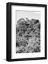 ¡Viva Mexico! B&W Collection - Ancient Maya City within the jungle II - Calakmul-Philippe Hugonnard-Framed Photographic Print