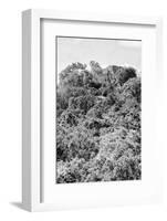 ¡Viva Mexico! B&W Collection - Ancient Maya City within the jungle II - Calakmul-Philippe Hugonnard-Framed Photographic Print