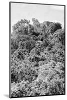 ¡Viva Mexico! B&W Collection - Ancient Maya City within the jungle II - Calakmul-Philippe Hugonnard-Mounted Photographic Print