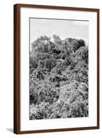 ¡Viva Mexico! B&W Collection - Ancient Maya City within the jungle II - Calakmul-Philippe Hugonnard-Framed Photographic Print