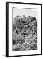 ¡Viva Mexico! B&W Collection - Ancient Maya City within the jungle II - Calakmul-Philippe Hugonnard-Framed Photographic Print