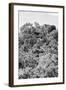 ¡Viva Mexico! B&W Collection - Ancient Maya City within the jungle II - Calakmul-Philippe Hugonnard-Framed Photographic Print