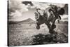 ¡Viva Mexico! B&W Collection - Cactus in the Mexican Desert II-Philippe Hugonnard-Stretched Canvas