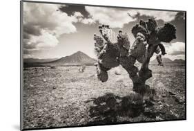 ¡Viva Mexico! B&W Collection - Cactus in the Mexican Desert II-Philippe Hugonnard-Mounted Photographic Print