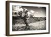 ¡Viva Mexico! B&W Collection - Cactus in the Mexican Desert III-Philippe Hugonnard-Framed Photographic Print