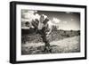 ¡Viva Mexico! B&W Collection - Cactus in the Mexican Desert III-Philippe Hugonnard-Framed Photographic Print