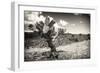 ¡Viva Mexico! B&W Collection - Cactus in the Mexican Desert III-Philippe Hugonnard-Framed Photographic Print