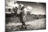 ¡Viva Mexico! B&W Collection - Cactus in the Mexican Desert III-Philippe Hugonnard-Mounted Photographic Print
