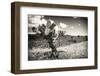 ¡Viva Mexico! B&W Collection - Cactus in the Mexican Desert III-Philippe Hugonnard-Framed Photographic Print