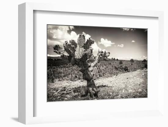 ¡Viva Mexico! B&W Collection - Cactus in the Mexican Desert III-Philippe Hugonnard-Framed Photographic Print