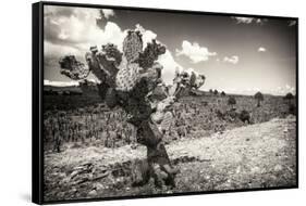 ¡Viva Mexico! B&W Collection - Cactus in the Mexican Desert III-Philippe Hugonnard-Framed Stretched Canvas