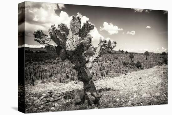 ¡Viva Mexico! B&W Collection - Cactus in the Mexican Desert III-Philippe Hugonnard-Stretched Canvas