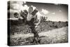 ¡Viva Mexico! B&W Collection - Cactus in the Mexican Desert III-Philippe Hugonnard-Stretched Canvas