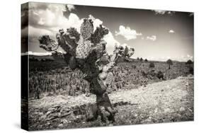 ¡Viva Mexico! B&W Collection - Cactus in the Mexican Desert III-Philippe Hugonnard-Stretched Canvas