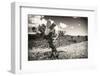 ¡Viva Mexico! B&W Collection - Cactus in the Mexican Desert III-Philippe Hugonnard-Framed Premium Photographic Print